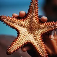 Na imagem vê-se uma estrela do mar em grande plano